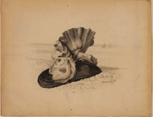 Shells, Watch Hill, Rhode Island, by American 19th Century