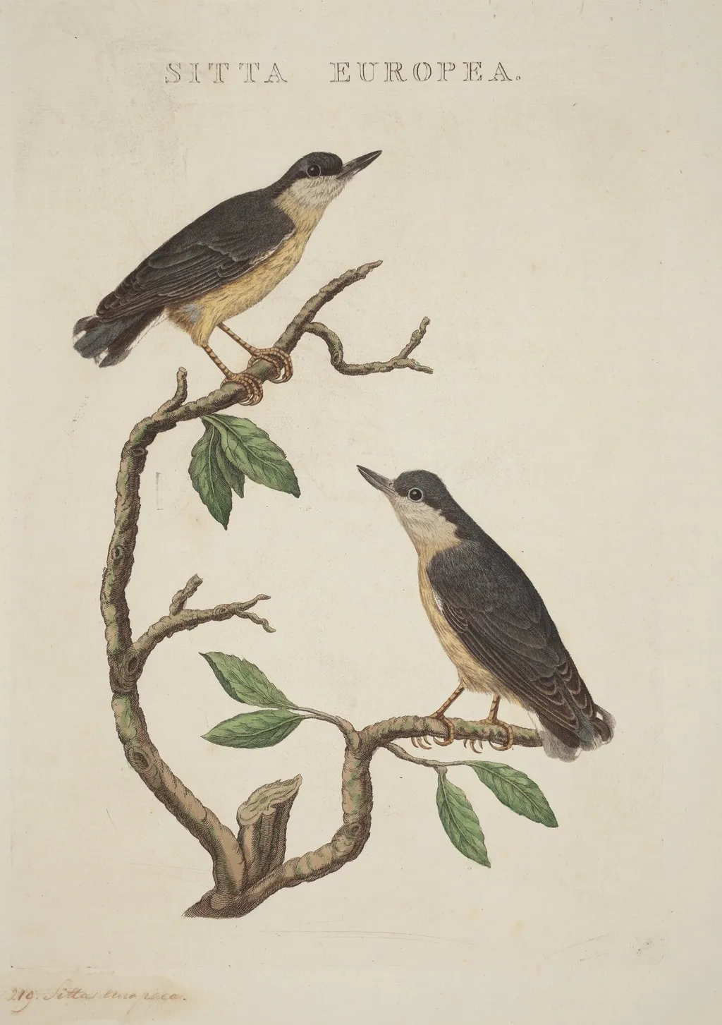 Sitta europea, by American 19th Century, ink, 1850