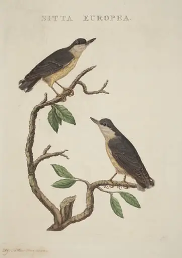 Sitta europea, by American 19th Century