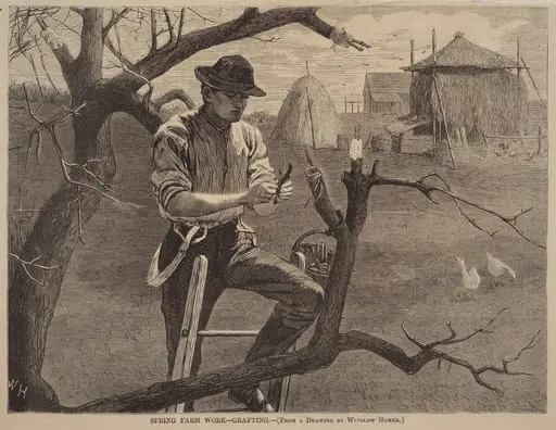 Spring Farm Work - Grafting, by American 19th Century