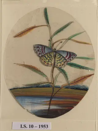 An unidentified butterfly on a leaf
