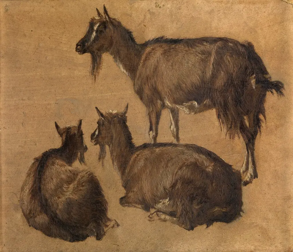 Goats, by André Plumot