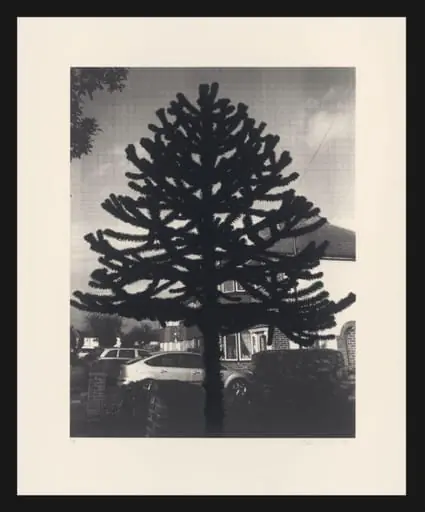 New Empire (Araucaria Araucana II), by Andrew Curtis