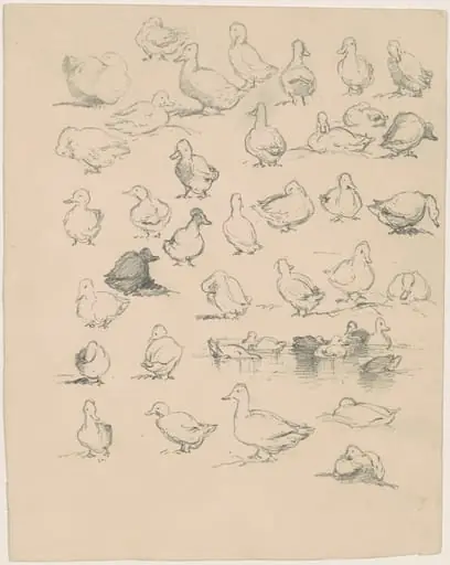 Ducks