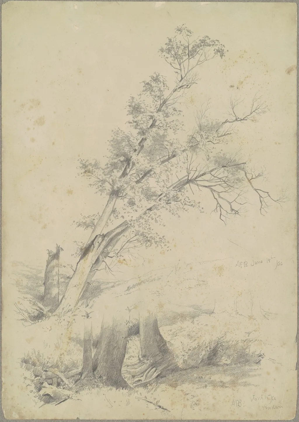 Trees, Hudson, by Andrew Fisher Bunner, graphite, 1866