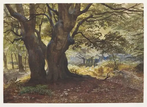 Study of beeches at Epping, by Andrew MacCullum