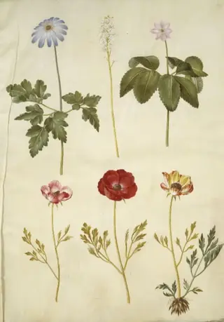Anemone apennina (appenniner-anemone); Tiarella cordifolia (almindelig skumblomst); Anemone trifolia (trilling-anemone); Ranunculus asiaticus (have-ranunkel)
