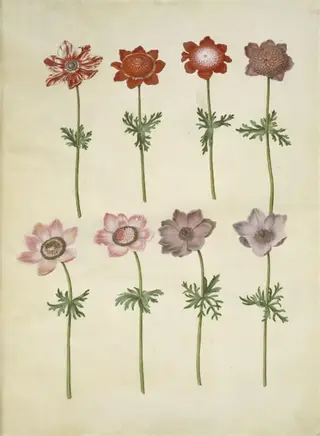 Anemone coronaria (fransk anemone)