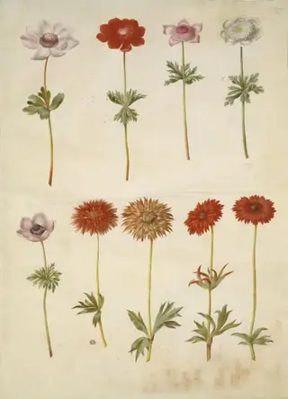 Anemone coronaria (fransk anemone); Anemone ×fulgens (skinnende anemone), 1654