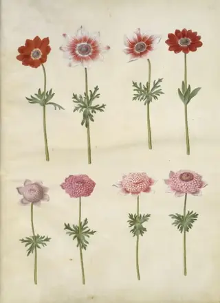 Anemone coronaria L. (fransk anemone); Anemone pavonina (påfugle-anemone), 1654
