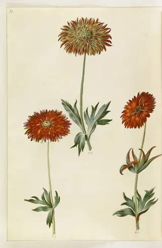 Anemone ×fulgens (skinnende anemone), 1650