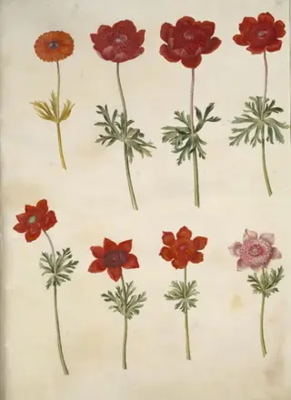 Anemone ×fulgens (skinnende anemone); Anemone coronaria (fransk anemone)