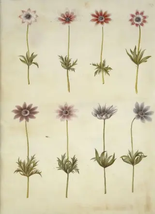 Anemone pavonina (påfugle-anemone)