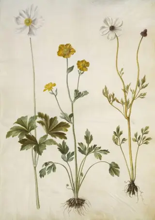 Anemone sylvestris (sommer-anemone); Ranunculus monspeliacus (silke-ranunkel); Ranunculus asiaticus (have-ranunkel)