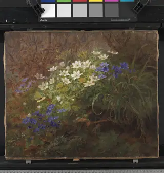 Anemoner