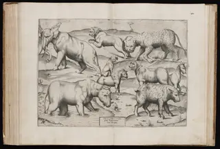 Animals from an Ancient Wall Painting [Table II]