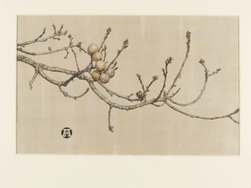 Oak apples, by Anna Airy
