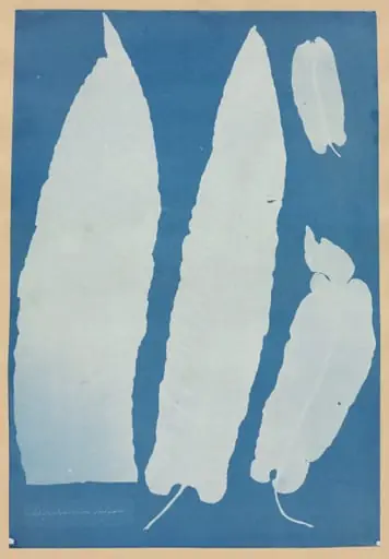 Scolopendrium Vulgare, by Anna Atkins