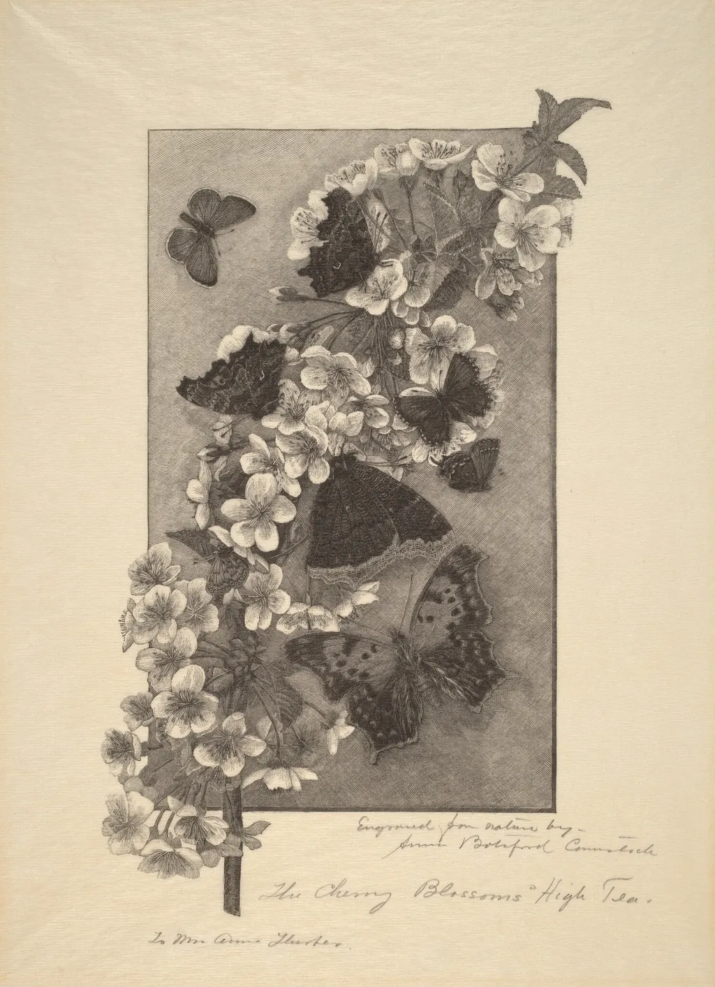 The Cherry Blossoms - High Tea, by Anna Botsford Comstock, ink, 1890
