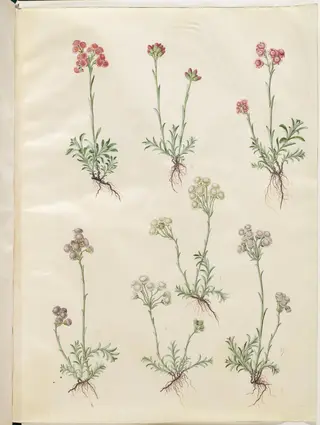 Antennaria dioica (almindelig kattefod)