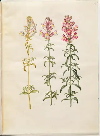 Antirrhinum majus (have-løvemund), 1654