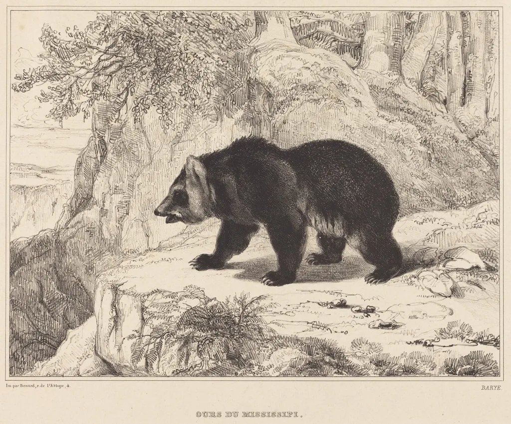 Mississippi Bear, by Antoine-Louis Barye, ink, 1836