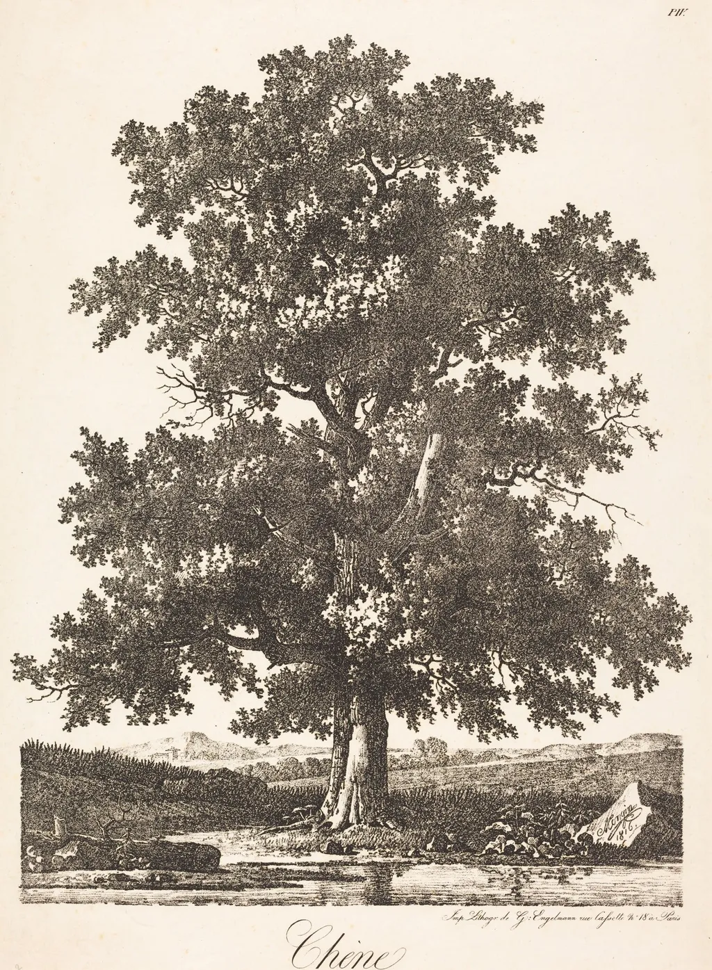 Chene (Oak Tree), by Antoine-Pierre Mongin, ink, 1816