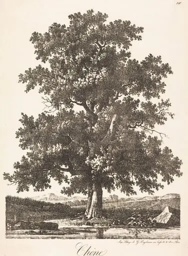 Chene (Oak Tree)
