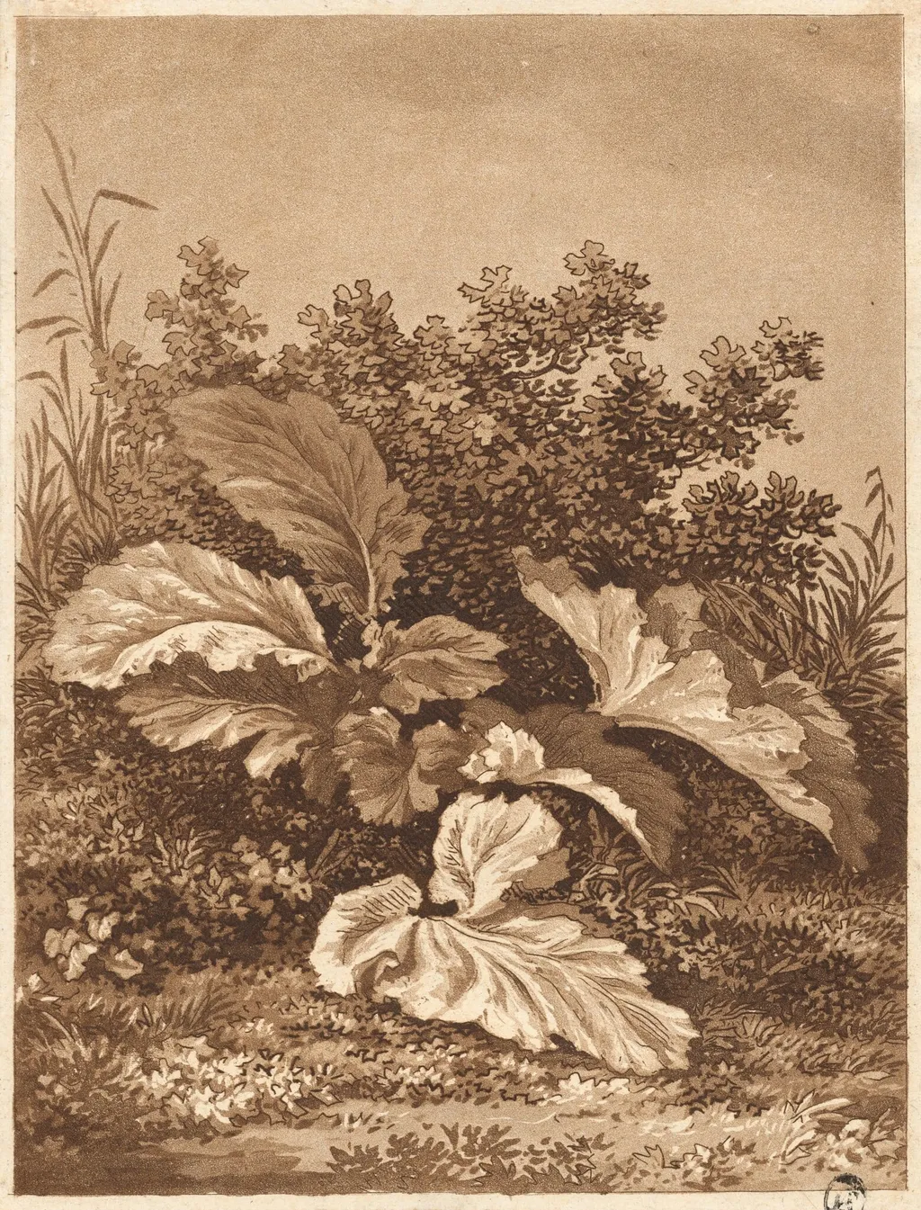 A Study of Leaves, by Anton Balzer, ink, 1800