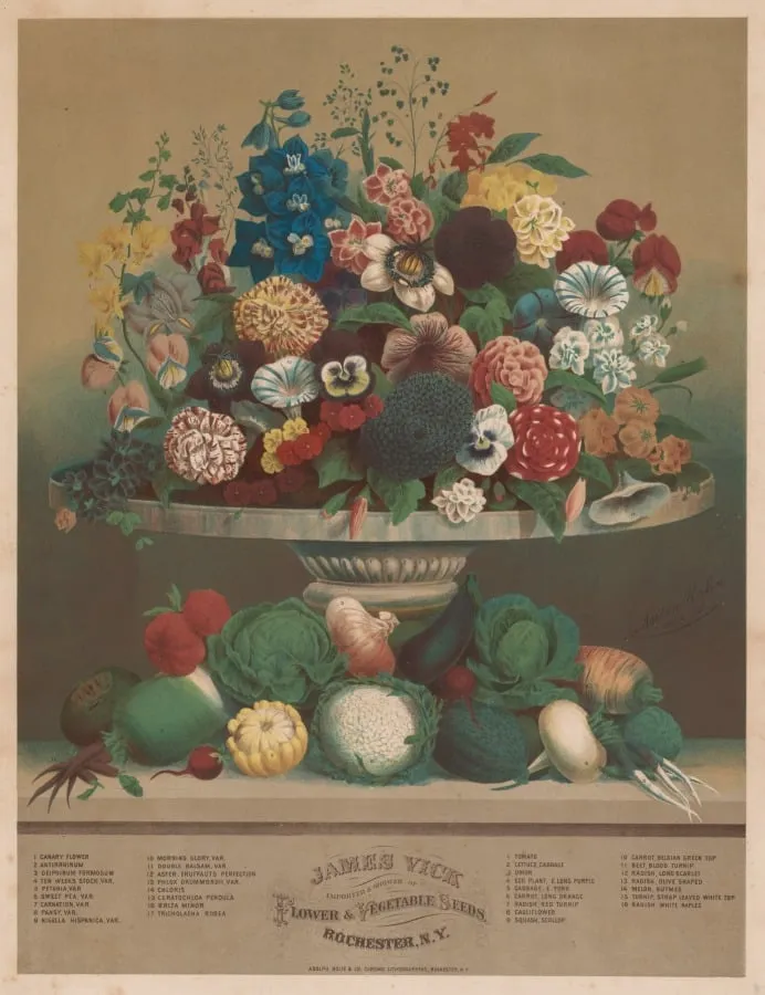 Flowers and Vegetables, by Anton Carl Rahn, 1804