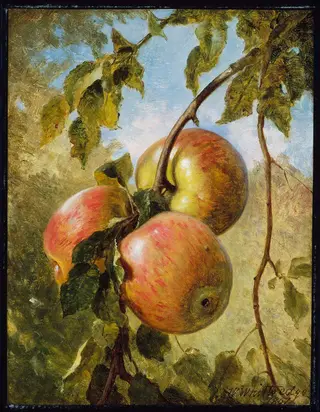 Apples