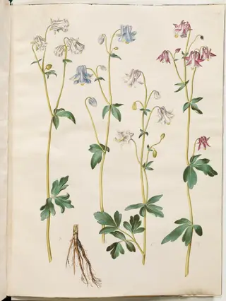 Aquilegia vulgaris (almindelig akeleje), 1654