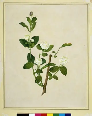 Arabian jasmine, 1800