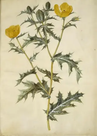 Argemone mexicana (mexicansk pigvalmue)