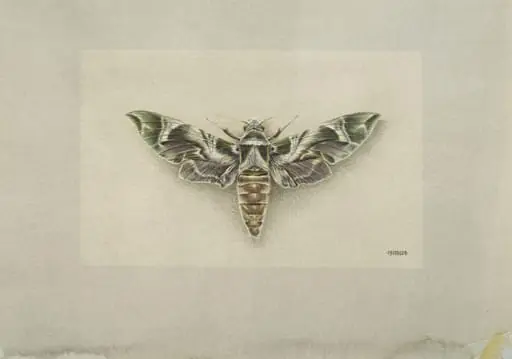 The Oleander Moth