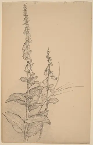 Foxgloves, by Arthur B. Davies