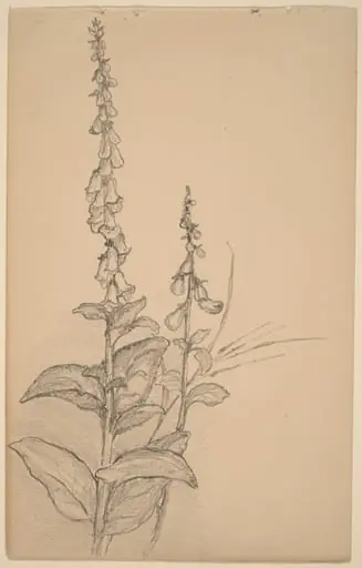 Foxgloves, by Arthur Bowen Davies