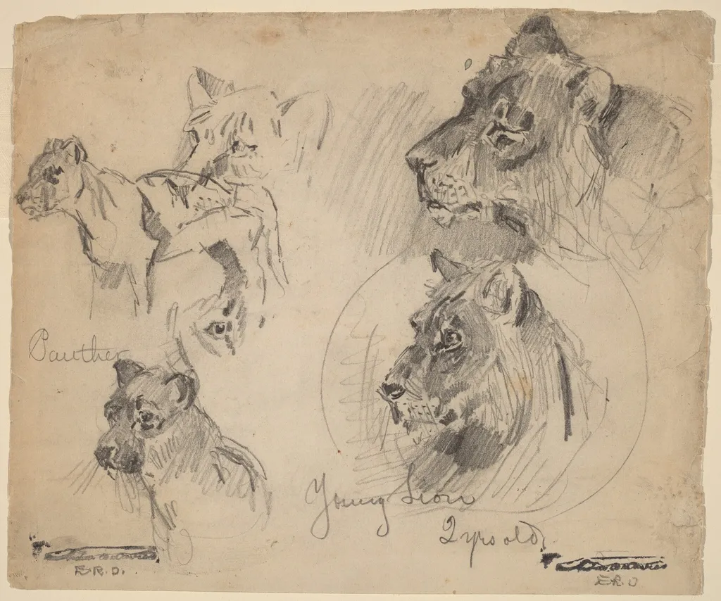 Panther and Young Lion Studies, by Arthur Bowen Davies, graphite, 1895