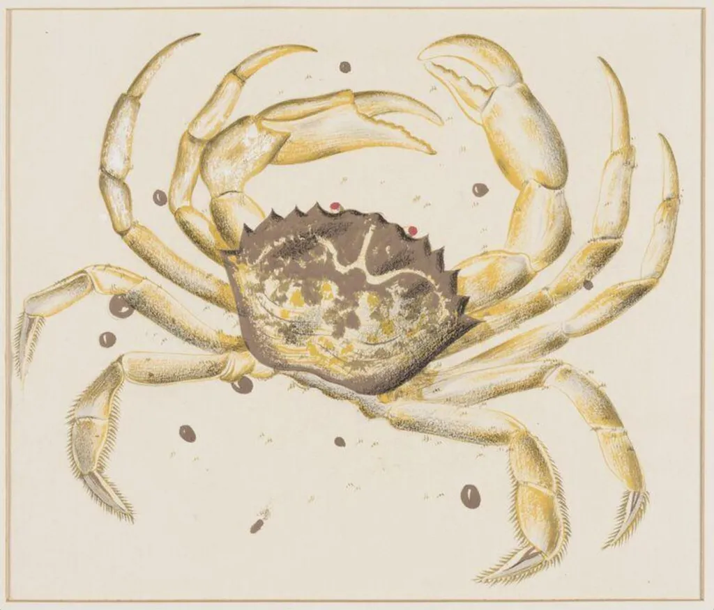 Crab, by Arthur Reginald Smith, watercolor