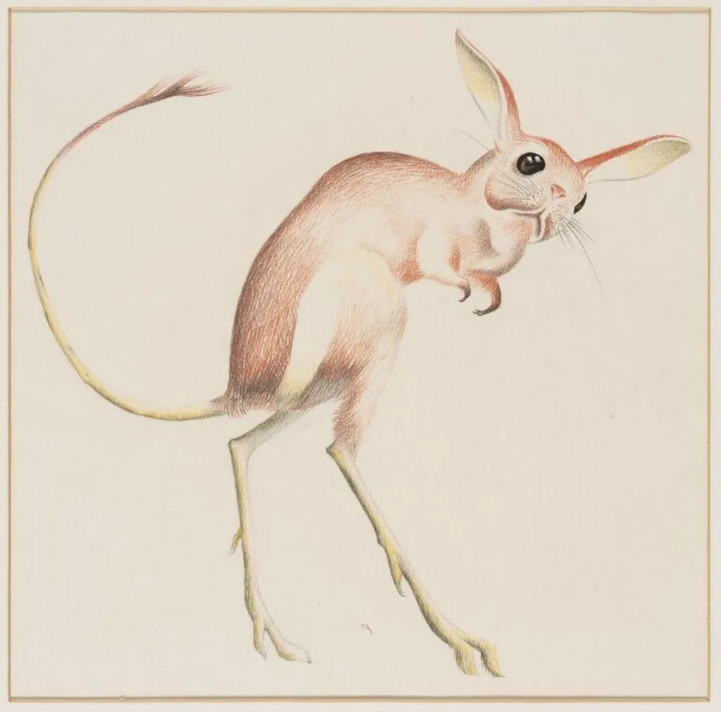 Jerboa, by Arthur Reginald Smith, watercolor
