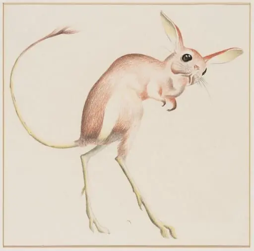 Jerboa, by Arthur Reginald Smith