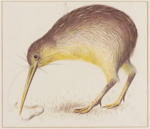Kiwi, by Arthur Reginald Smith