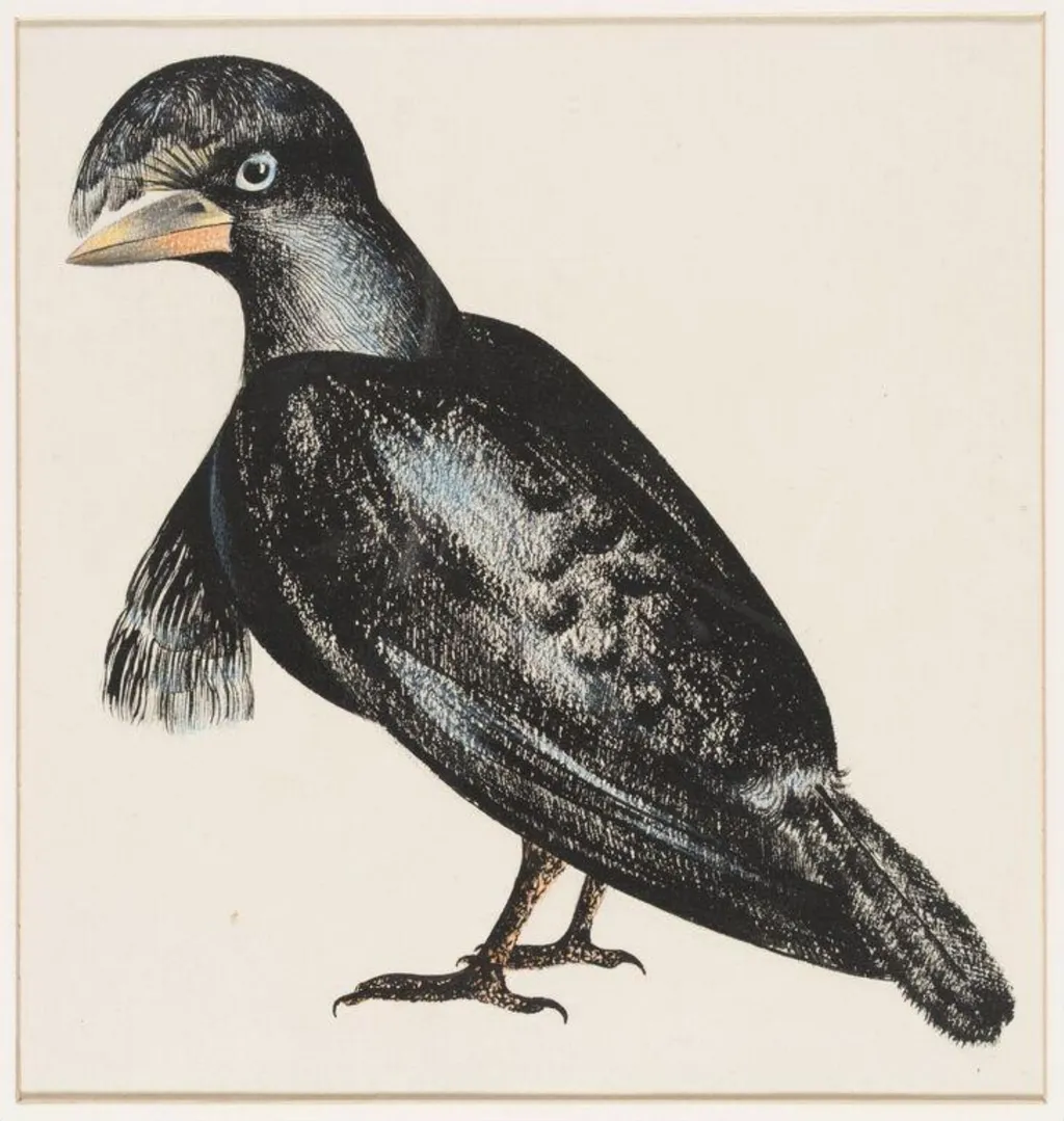Umbrella bird, by Arthur Reginald Smith, watercolor