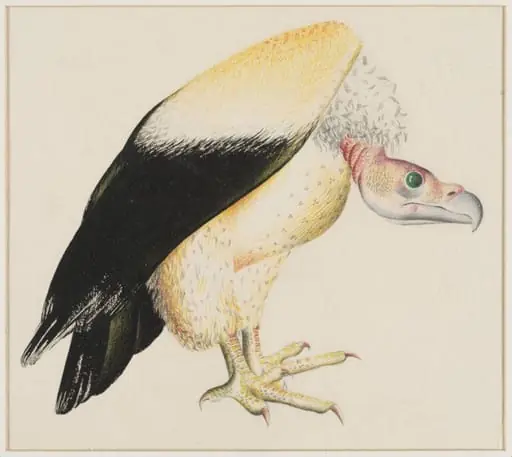 Vulture, by Arthur Reginald Smith