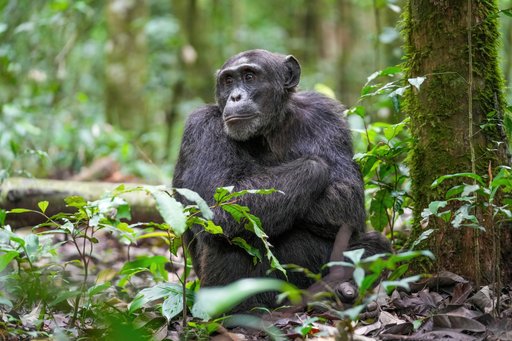 Portrait of Ape