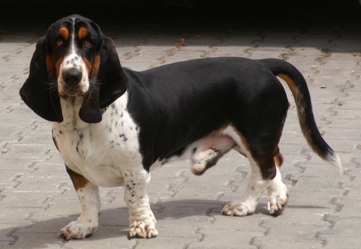 Portrait of Basset