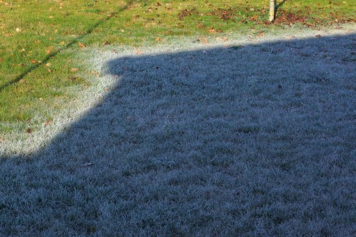 Portrait of Frost