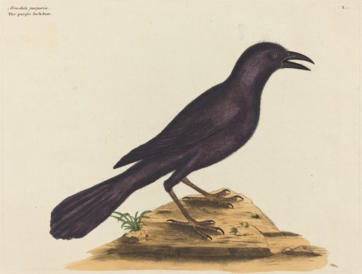Mark Catesby
