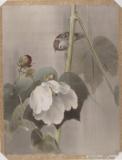 Okada Baison