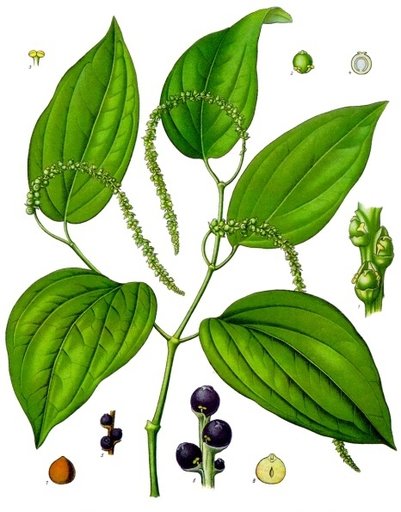 Portrait of Peppercorn